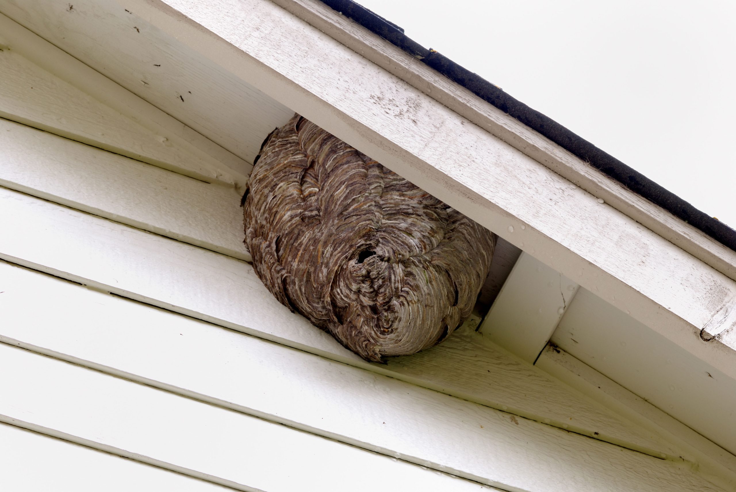 pest control in ventura
